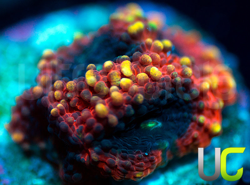 NEW RELEASE: UC Techtonic Favia