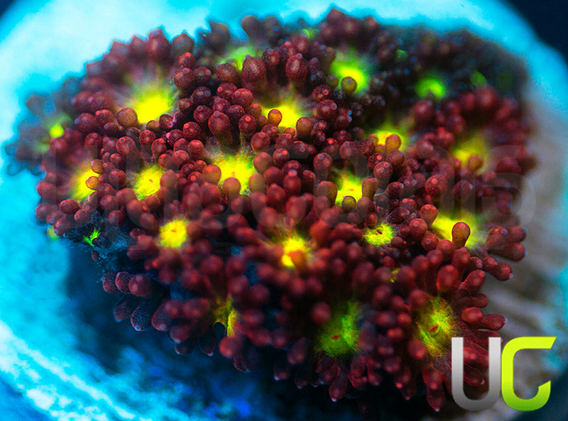 UC Party Crasher Micro Goni