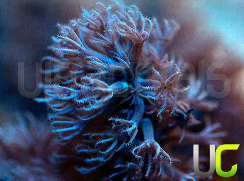 Aquacultured Slit Pore Gorgonia