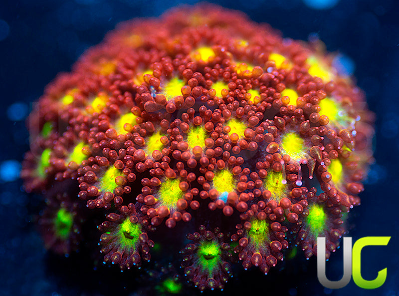 UC Party Crasher Goni