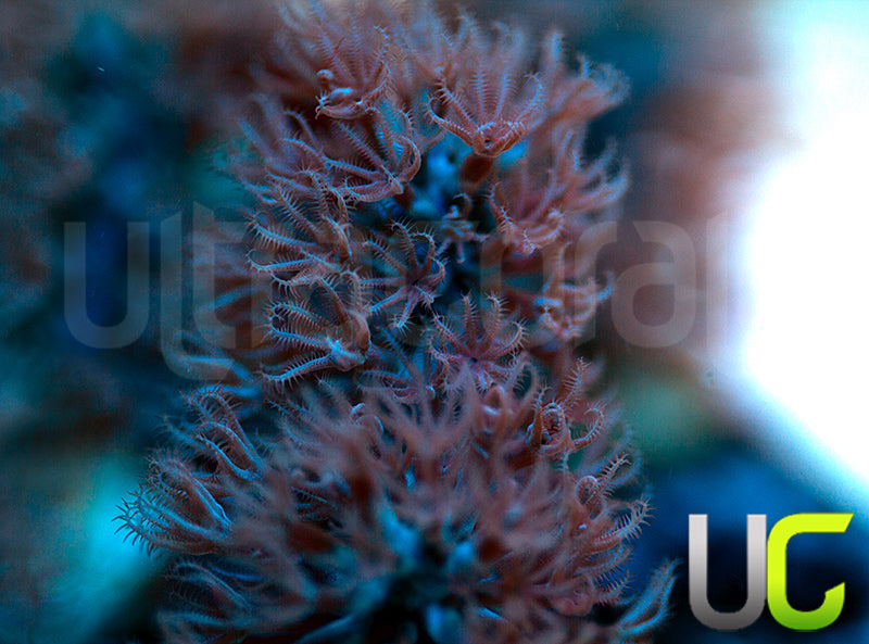 Aquacultured Slit Pore Gorgonia