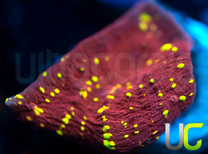 JF Gold Meister Chalice