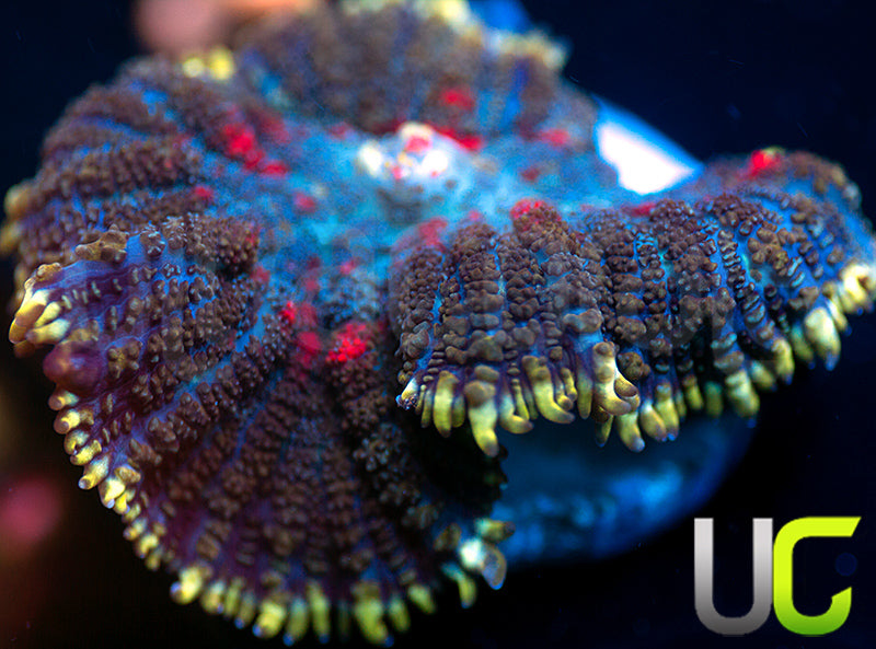 UC High Roller Mushroom