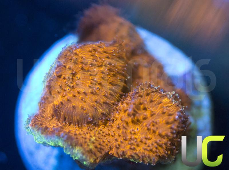 Watermelon Psammocora