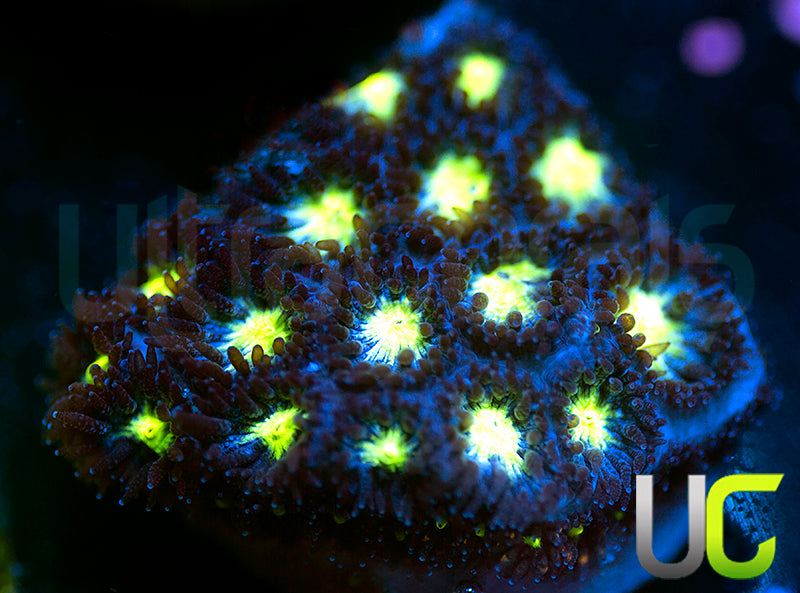 UC Stunt Double Leptastrea