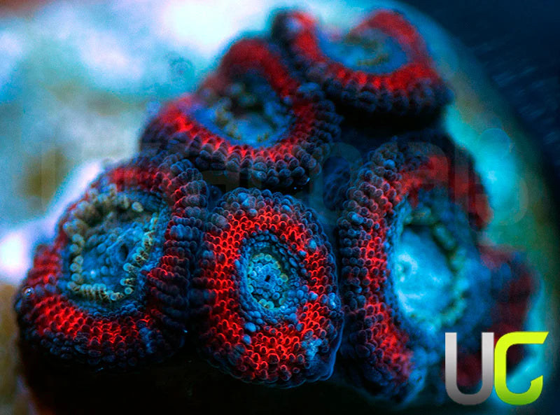 UC Superhero Micro Amakusensis