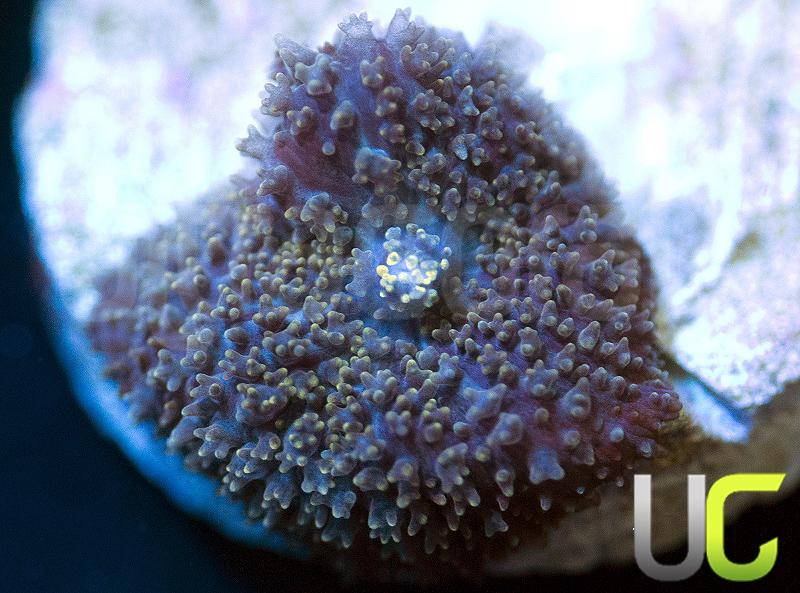 Green Fuzzy Mushroom