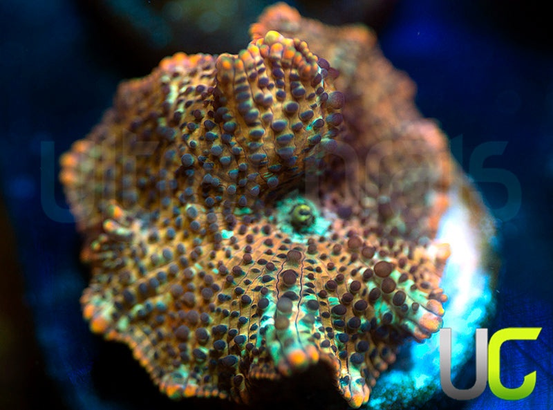 Lightning Leopard Mushroom