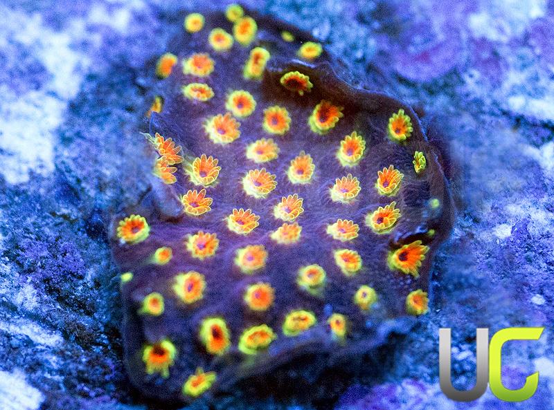 WWC Looney Tunes Stylo