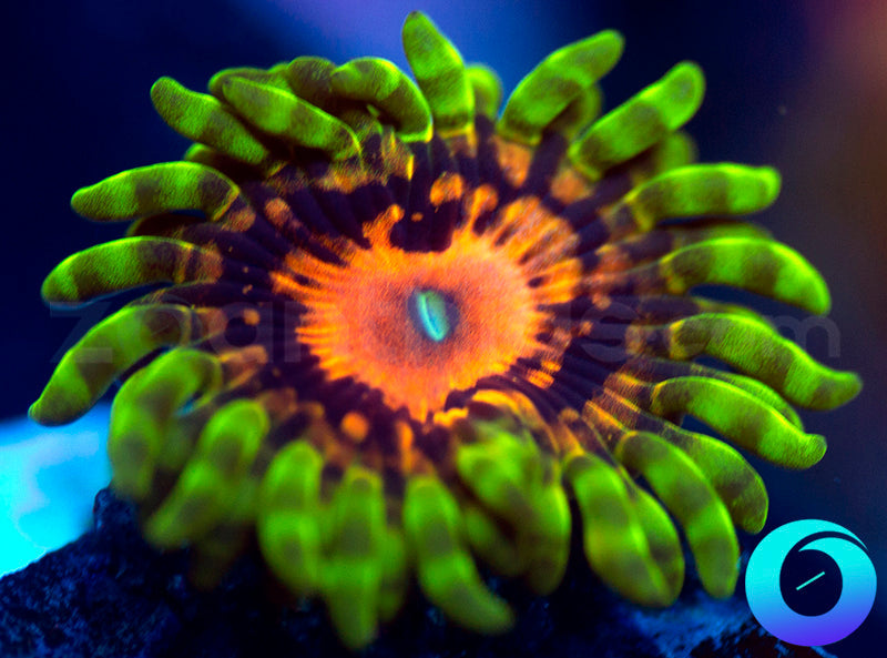 SBB Marvin the Martian