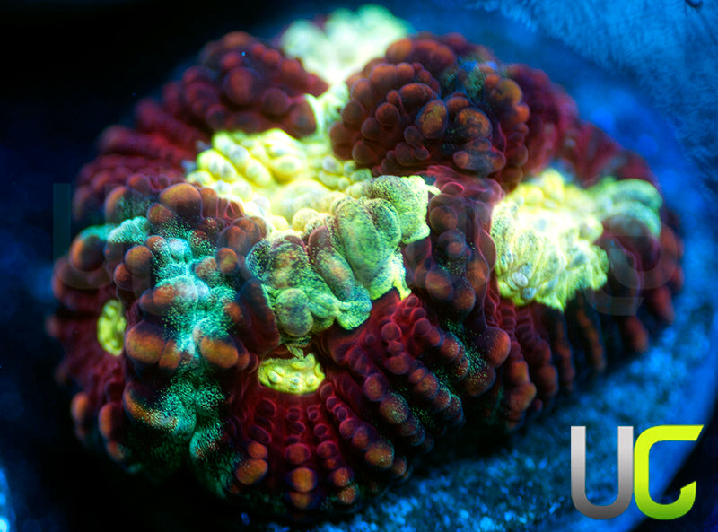 UC Strobe Light Favia