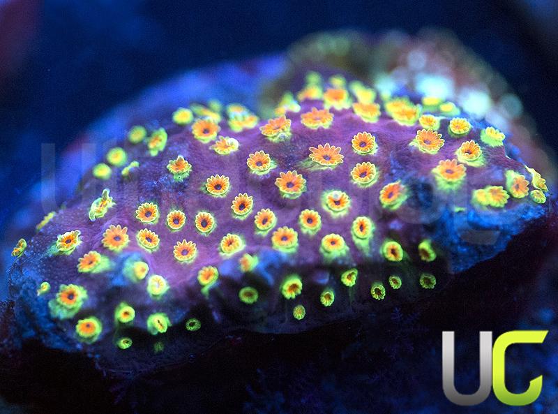 WWC Looney Tunes Stylo