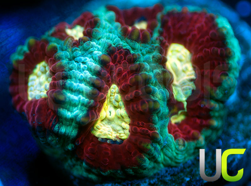 UC Strobe Light Favia