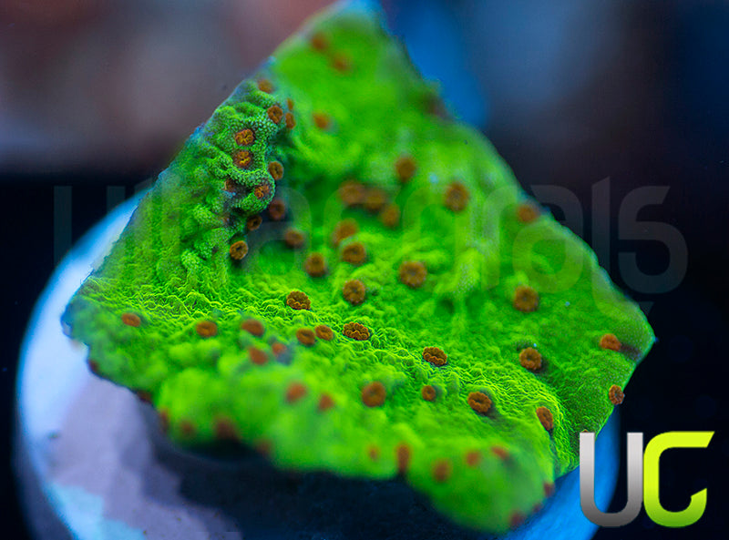 NEW RELEASE: UC Thunderdome Monti Cap