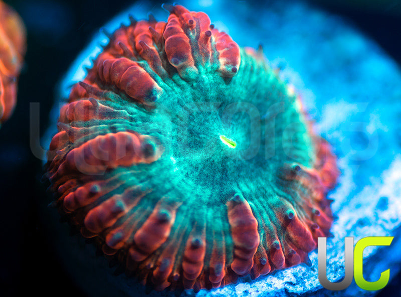 UC Home Stretch Blasto