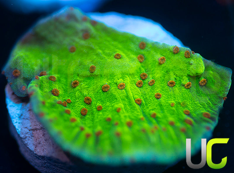 NEW RELEASE: UC Thunderdome Monti Cap