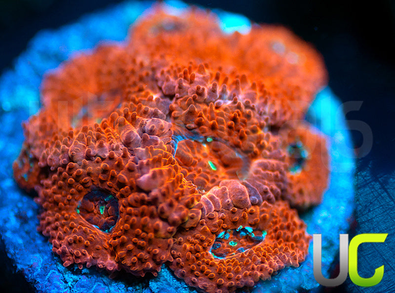 UC Watermelon Mojito Micro Amakusensis