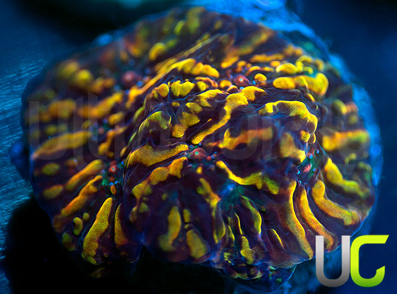 CC Cloudberries Chalice