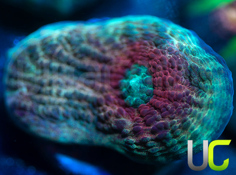 UC Dragon Mist Mycedium Chalice