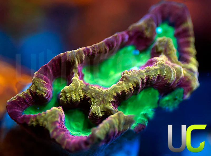 NEW RELEASE: UC Golden Goblins Favia