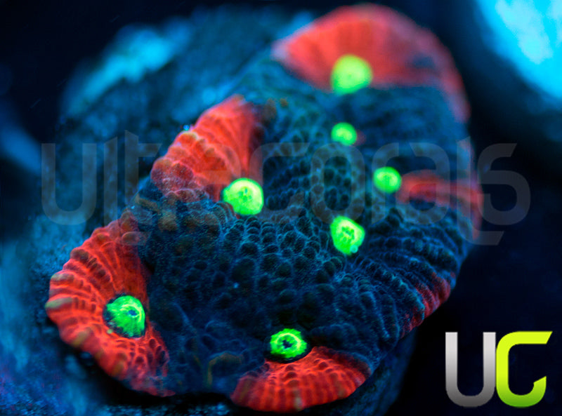 UC Pink Splash Favites