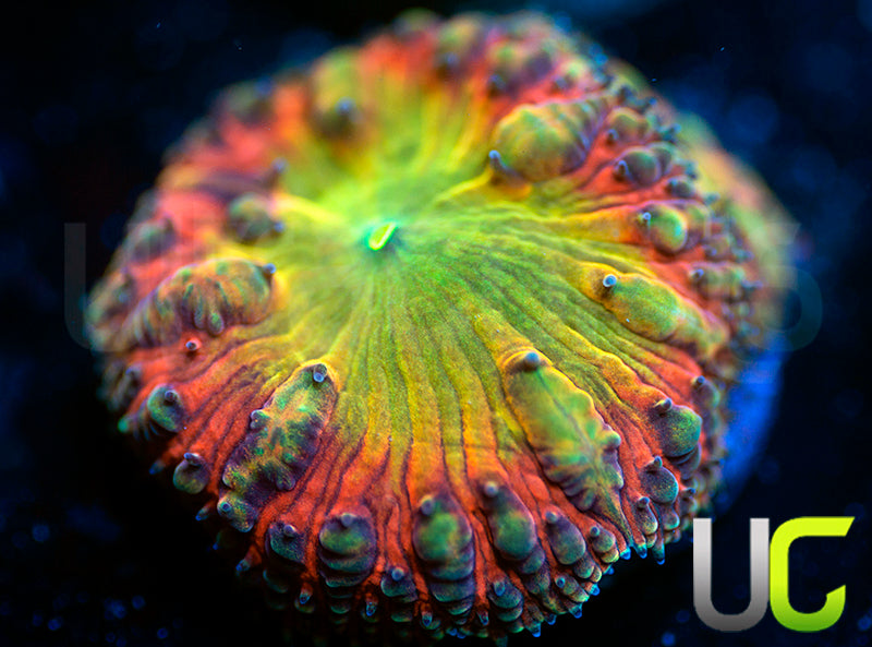 BSA TT Twister Blasto