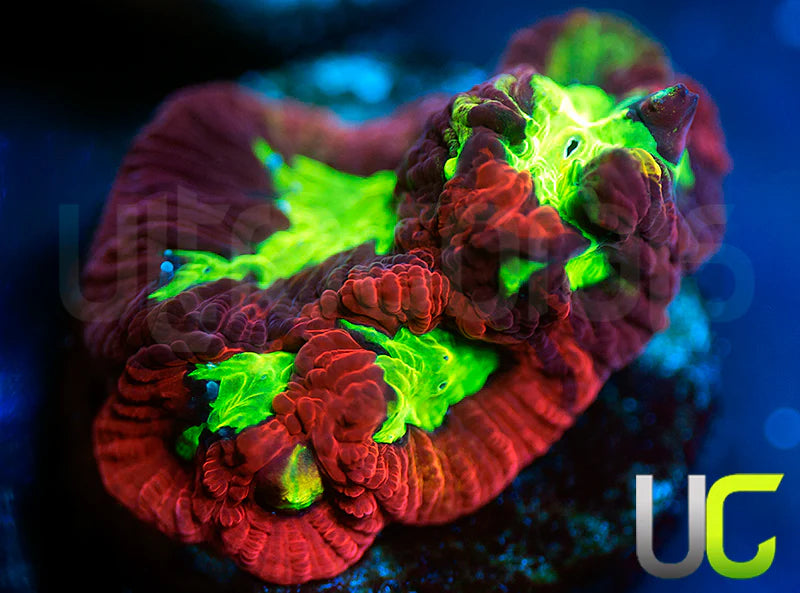 UC Grafted Shotgun Favia