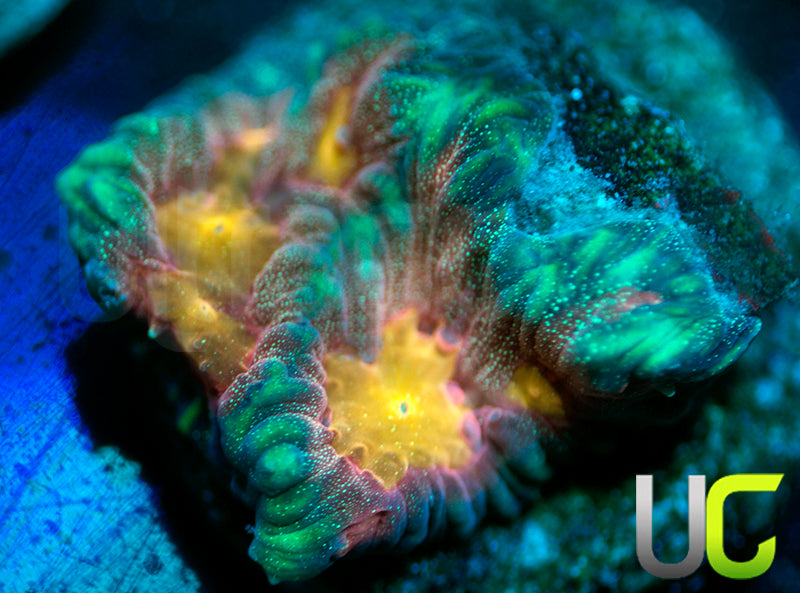 NEW RELEASE: UC Pop Socket Favites