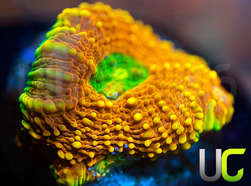 UC Orange Crush Echinata