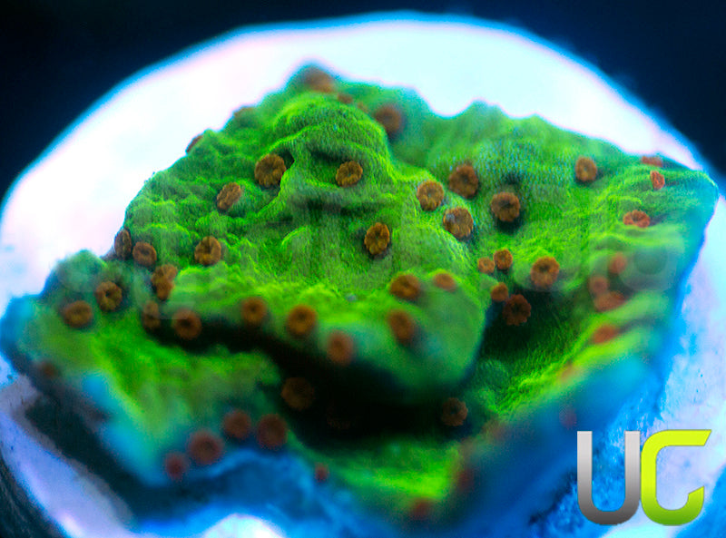 NEW RELEASE: UC Thunderdome Monti Cap