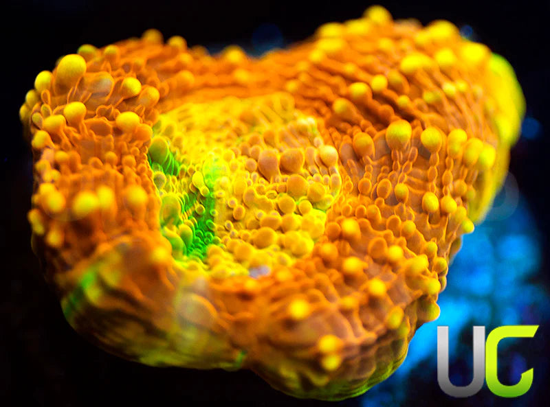 UC Orange Crush Echinata