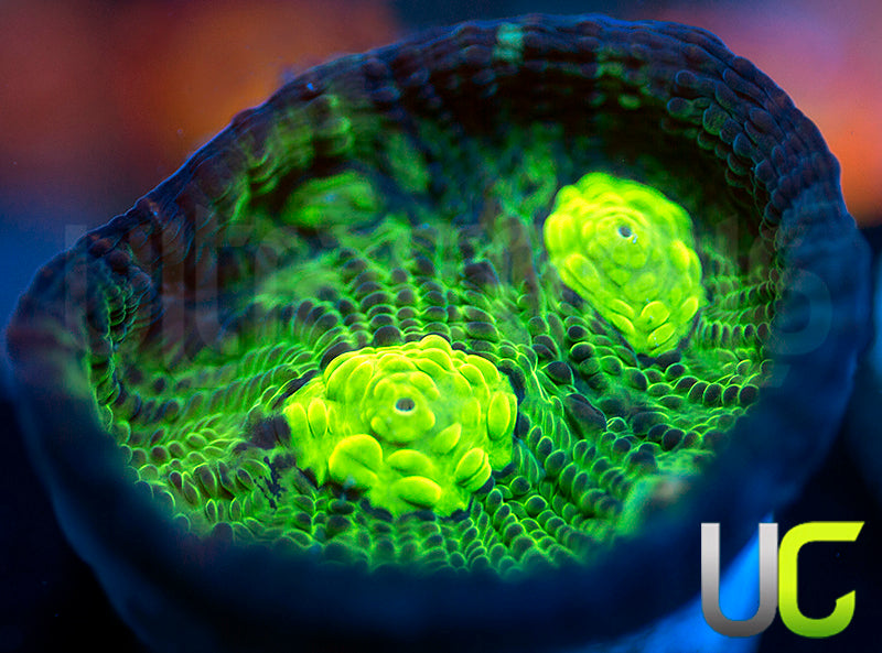 UC Shadow Doom Mycedium Chalice