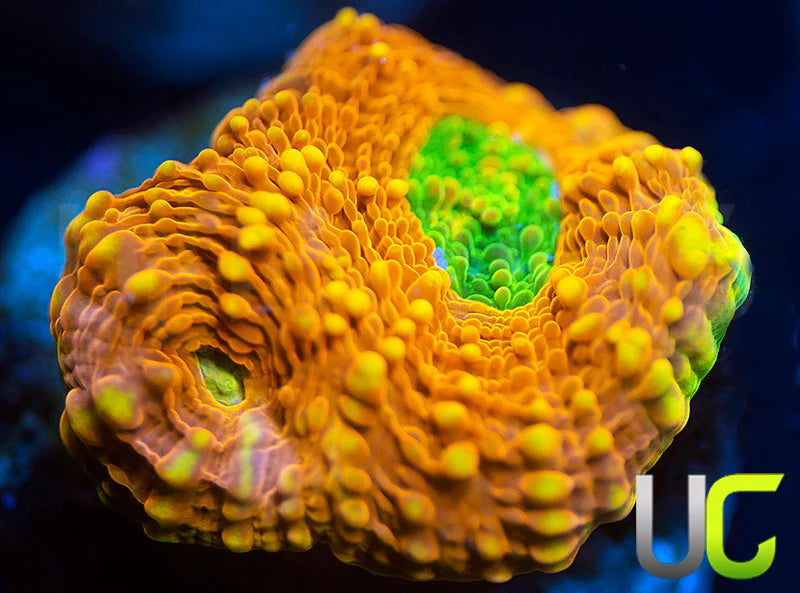 UC Orange Crush Echinata