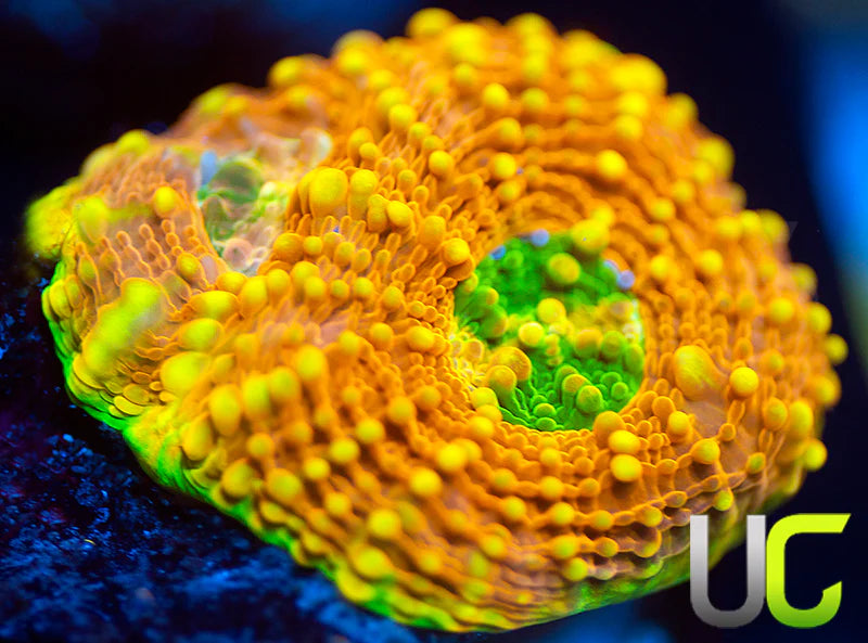 UC Orange Crush Echinata