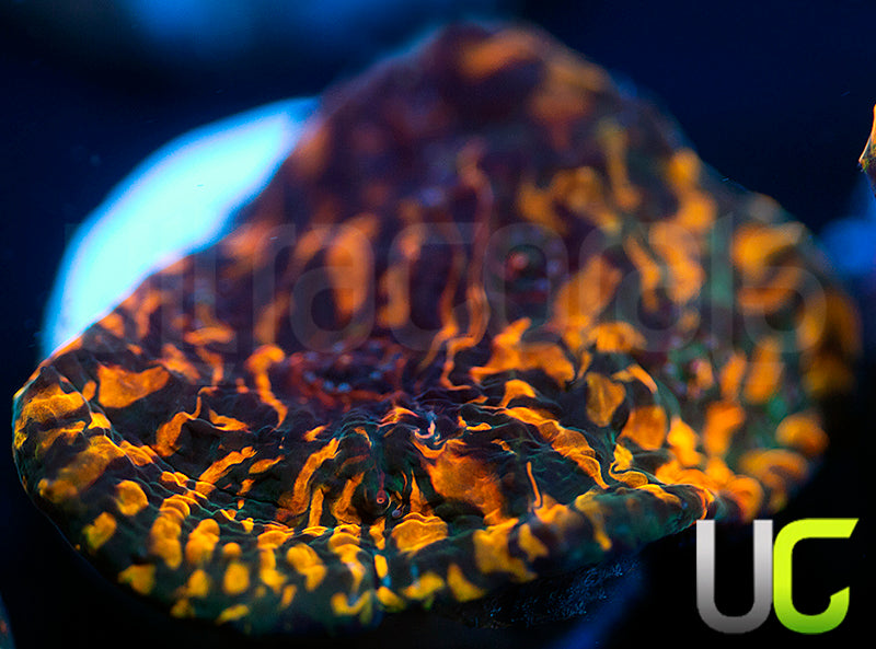 CC Cloudberries Chalice