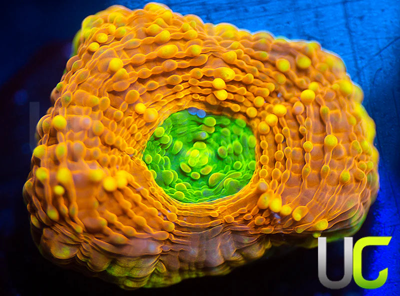 UC Orange Crush Echinata