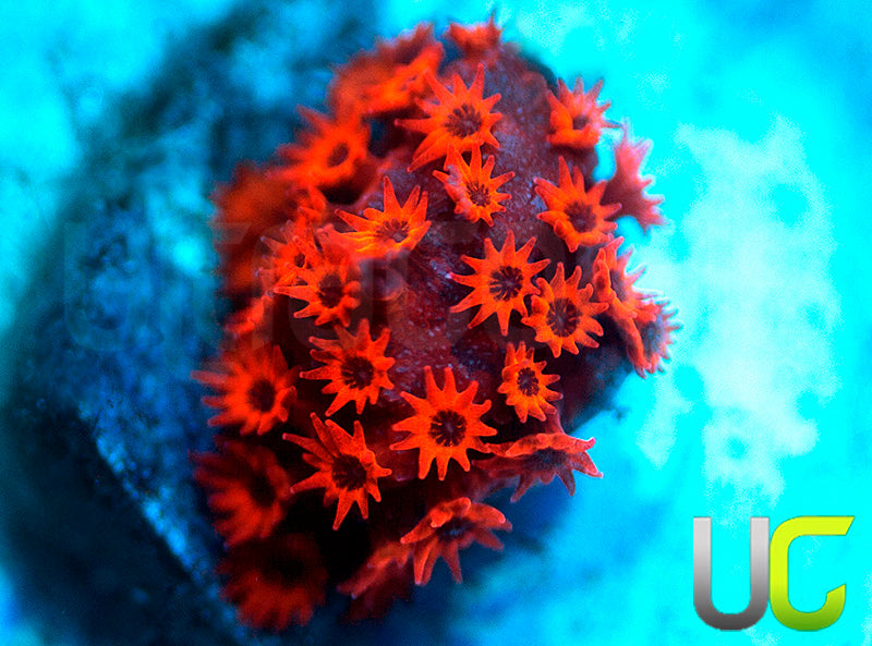 UC Sweet Revenge Porites