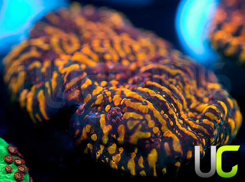 CC Cloudberries Chalice