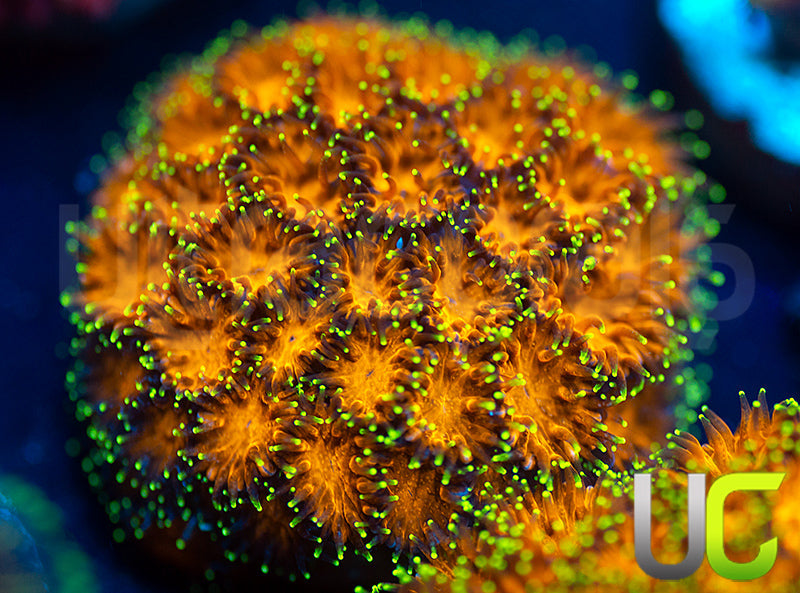 UC Lightning Tip Leptastrea