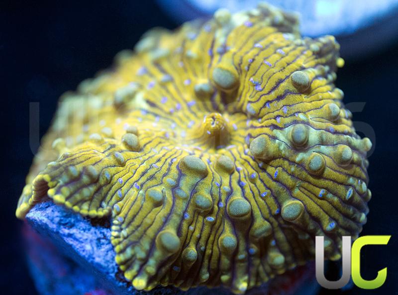 UC Yellow Spot Shroom