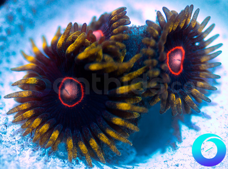 CB King Jawbreaker Hornet