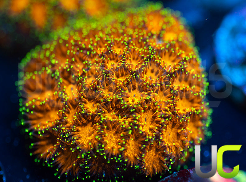 UC Lightning Tip Leptastrea