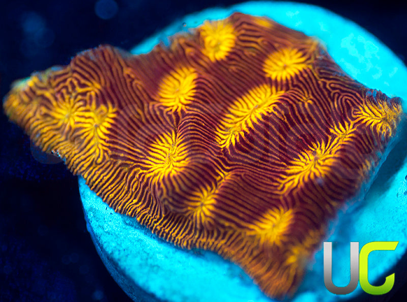 UC Sun Goddess Lepto