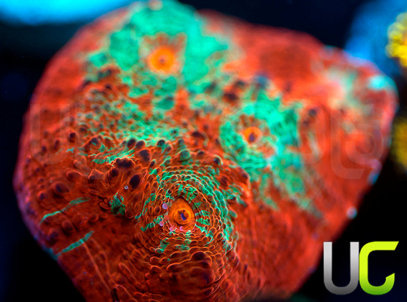 UC Dungeon Boss Chalice