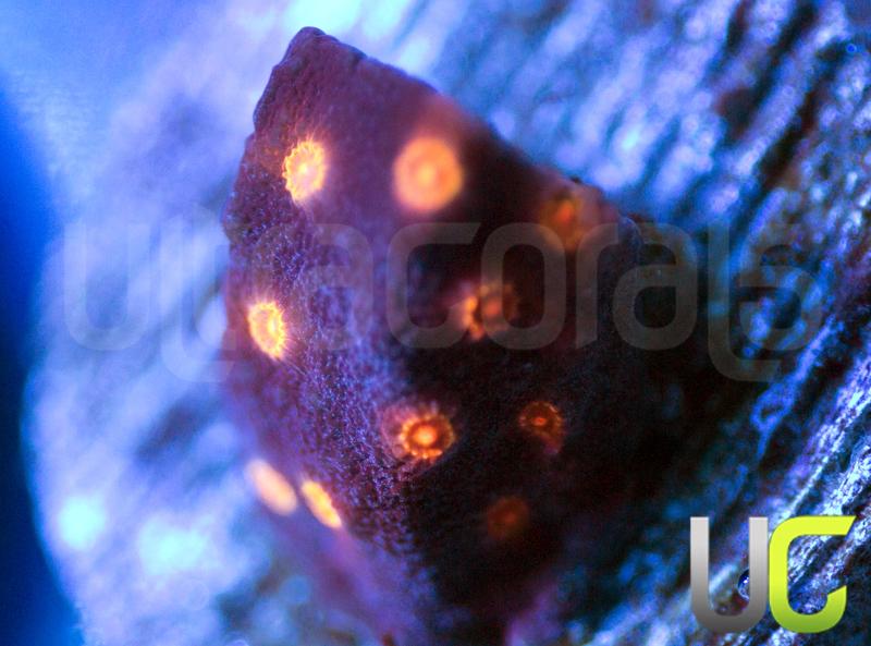 Mega Magenta Cyphastrea