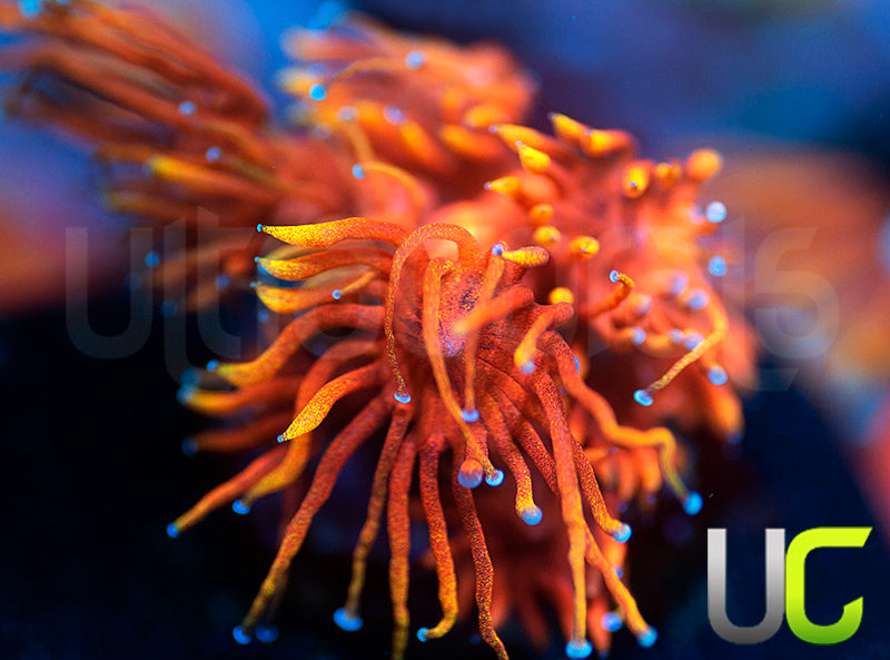 ECC Burning Man Goni