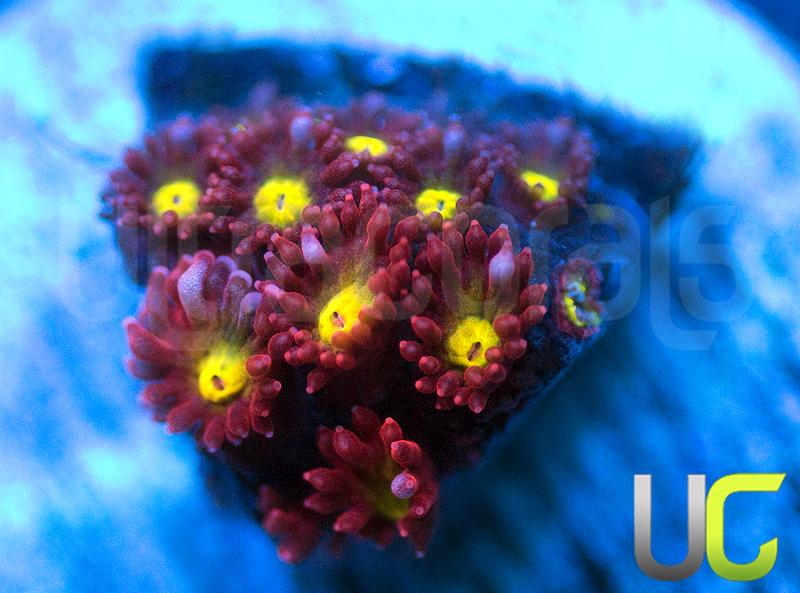 UC Spiked Punch Goni