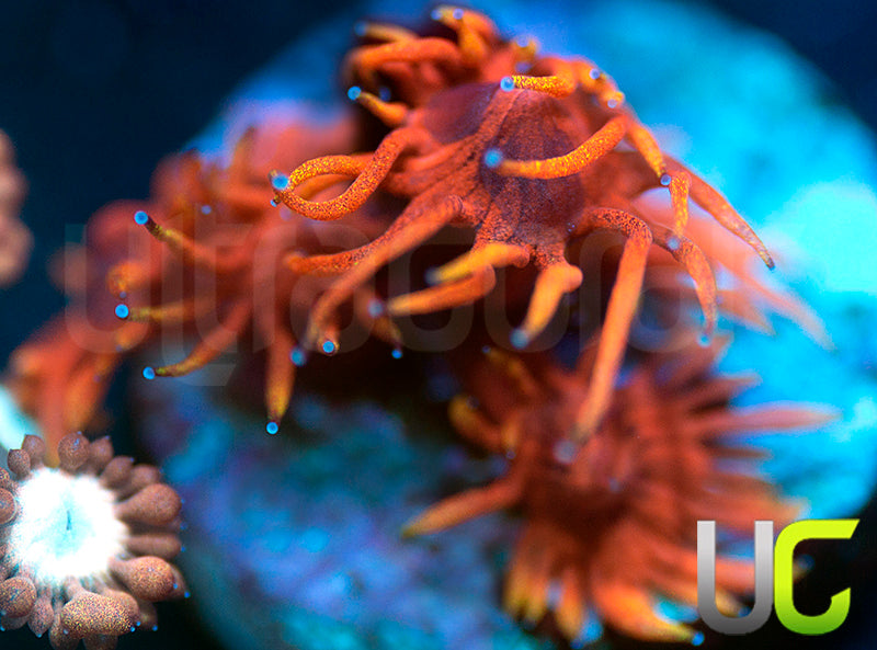 ECC Burning Man Goni