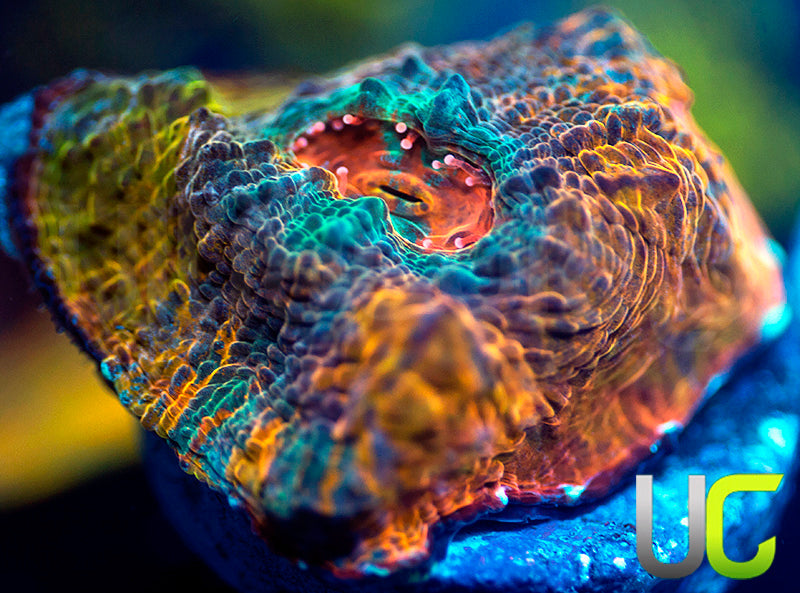 UC Glass House Chalice