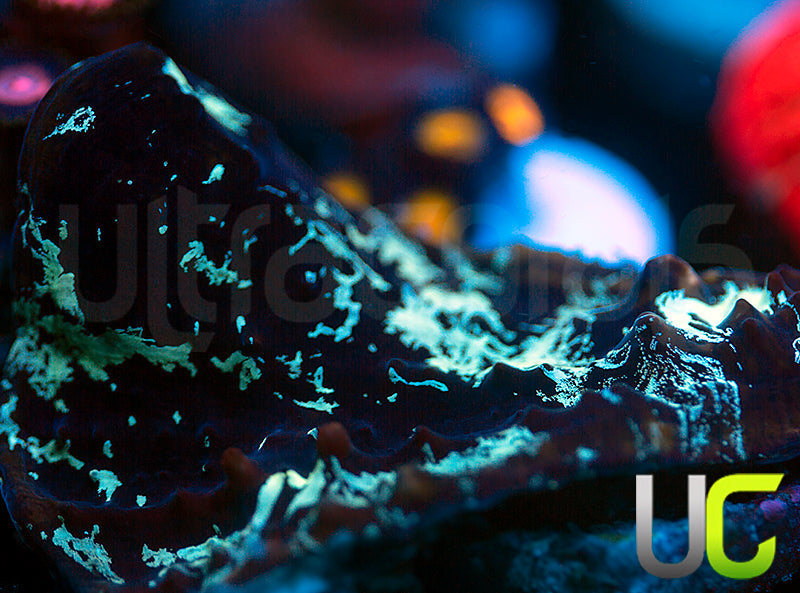 NEW RELEASE: UC Black Lightning Chalice XL